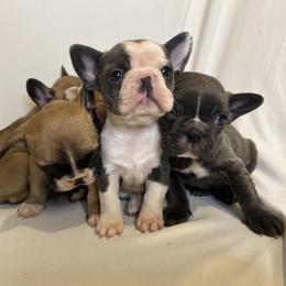 French Bulldog Puppies from For The Love of Frenchies