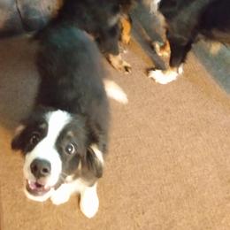 Miniature American Shepherds from Fudgetown Mini Aussies