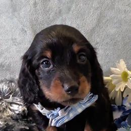 Boy 2 - Black and tan male Dachshund puppy in Mt. Sterling, Illinois from Doxie Do's