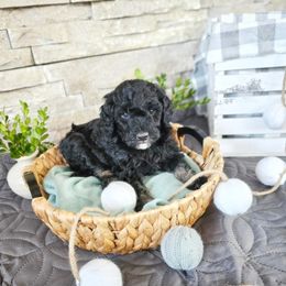 Bernedoodle Puppies from Whispering Aspen Homestead
