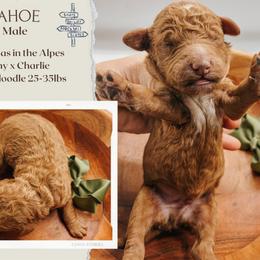 Tahoe - Apricot male Goldendoodle puppy in Hilton, New York from The House of Goldendoodle