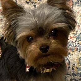Toby - Yorkshire Terrier