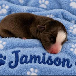 Jamison - Red & white male Miniature Australian Shepherd puppy in Bronson, Iowa from Crazy Acres Aussies