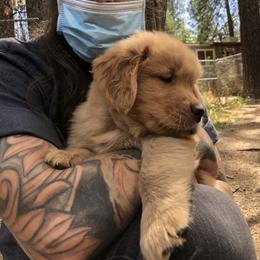 Golden Retriever Puppies from SwanSun Golden Retrievers