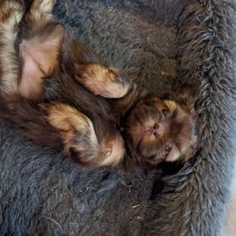 Shih Tzu Puppies from Wandering Tzu