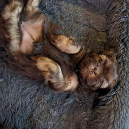 Shih Tzu Puppies from Wandering Tzu