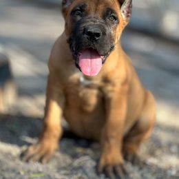 Boy 3 - Red male Cane Corso puppy in Sandia, Texas from OneTime Cane Corso