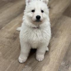 Purple girl - White female Berger Blanc Suisse puppy in Chestnut, Illinois from Fireside Fernweh