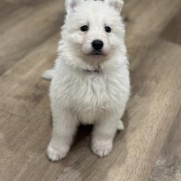 Purple girl - White female Berger Blanc Suisse puppy in Chestnut, Illinois from Fireside Fernweh