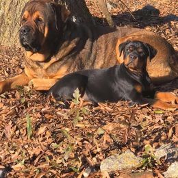 Rottweiler Puppies from Bronx Von Bridges Rottweilers