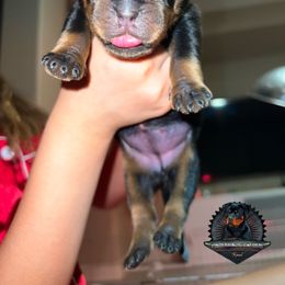 Rottweiler Puppies from Von Der Hing Rottweilers