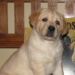 Labrador Retrievers from Maggie's Lab