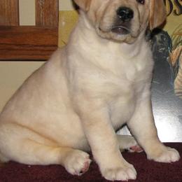 Labrador Retrievers from Maggie's Lab