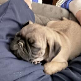 Finn - Fawn male Pug puppy in Moorefield, West Virginia from Wratchford Farms