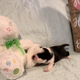 Huckleberry - White male Pug puppy in Smiths Station, Alabama from Magnolia Pugs