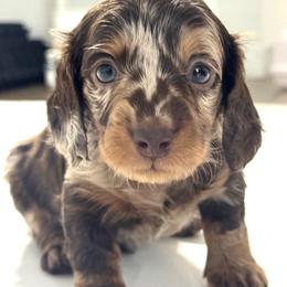 Maul - Bou - Dapple male Dachshund puppy in Temecula, California from Naomi Magee's Dachshund Kennel