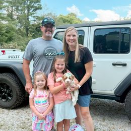 Capri - Parti female Goldendoodle puppy in Ooltewah, Tennessee from Allison Family Doodles