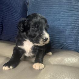 Moose - Black and white male Aussiedoodle puppy in Lake City, Florida from Dream Hollow Farm