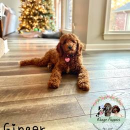 Goldendoodle, Labradoodle, Poodle, and Sheepadoodle Puppies from Osage Puppies