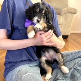 Tamale - Tri-color female Bernedoodle puppy in Roy, Utah from Doodles are Amazing