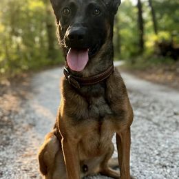 Belgian Malinois from BOSS Malinois