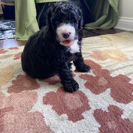 Bernedoodle Puppies from Better Day Bernedoodles