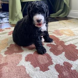 Bernedoodle Puppies from Better Day Bernedoodles
