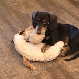 Dachshund Puppies from Deaton’s Doxies