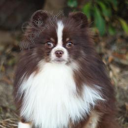 Pomeranian All Grown Up from My Precious Poms