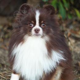 Pomeranian All Grown Up from My Precious Poms