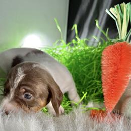 Baby - Chocolate and cream female Dachshund puppy in Fort Worth, Texas from Louis' Litters