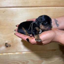 Salty - Black tri-color male Australian Shepherd puppy in Eubank, Kentucky from Ashlee's Aussies