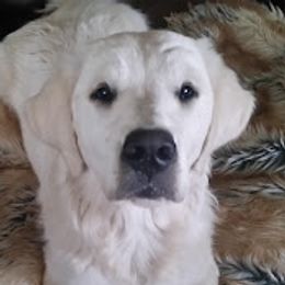 Julep - Golden Retriever