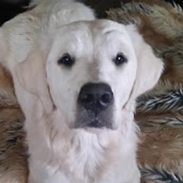 Julep - Golden Retriever