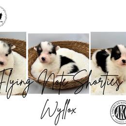 AKC mismark Willow - Black and tan female Pembroke Welsh Corgi puppy in Casper, Wyoming from Flying Note Shorties