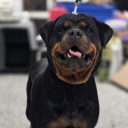 Zari - Rottweiler