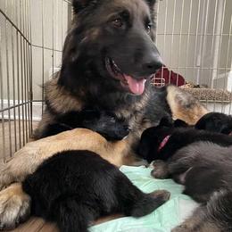 German Shepherd Puppies from Legacy K9’s