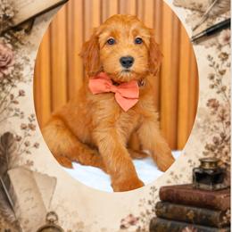 Sonnet - Red  male Goldendoodle puppy in Norcross, Georgia from Teddy Puppies