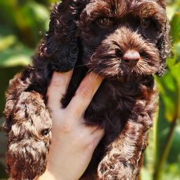 Jetty - Brown female Cockapoo puppy in Indiahoma, Oklahoma from Phamily Doodles