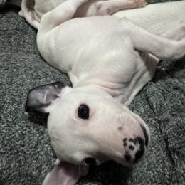 Lefty - White and black male Whippet puppy in Winter Garden, Florida from Infinity Whippets