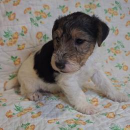 Peppermint Bark - White black and tan male Wire Fox Terrier puppy in Lancaster, Missouri from Missouri Meadows Farm