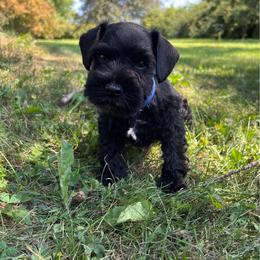 Wolfie - Black male Miniature Schnauzer puppy in Maynard, Minnesota from Linda Maus
