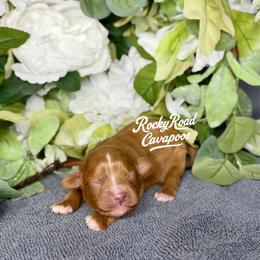 Silk - Red female Cavapoo puppy in Nashville, Arkansas from Rocky Road Puppies
