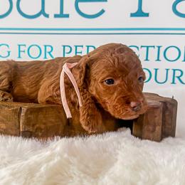 Faith - Red  female Goldendoodle puppy in Mc Kee, Kentucky from Jackson County Doodles