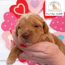 Dax - Apricot male Goldendoodle puppy in Lake Charles, Louisiana from Perfect Fit Poodles & Doodles