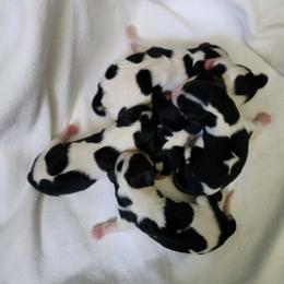 Cavalier King Charles Spaniel puppies from Nanny Bugs Pups