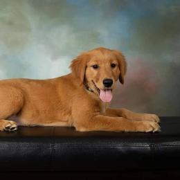 Golden Retriever Puppies from Firestorm Goldens