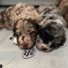 Aussiedoodle Puppies from Lucky Dog Kennels