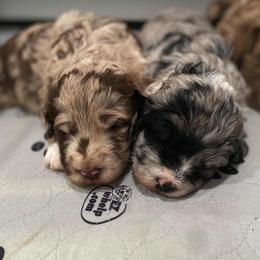 Aussiedoodle Puppies from Lucky Dog Kennels