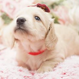Meredith - Cream female Dachshund puppy in Big Rapids, Michigan from 30 Acre Woods Dachshunds